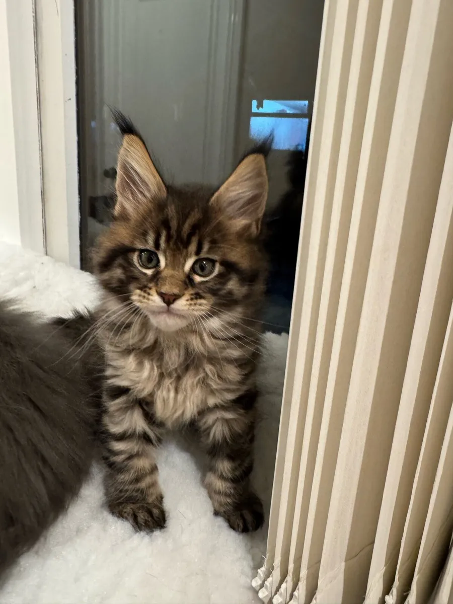 Maine Coon kittens - Image 2