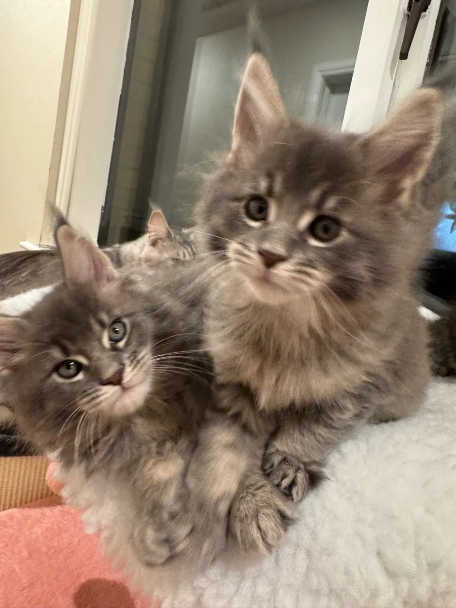 Maine Coon kittens - Image 3