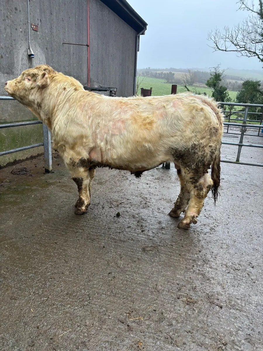 5 Star Pedigree CH Bull - Image 1