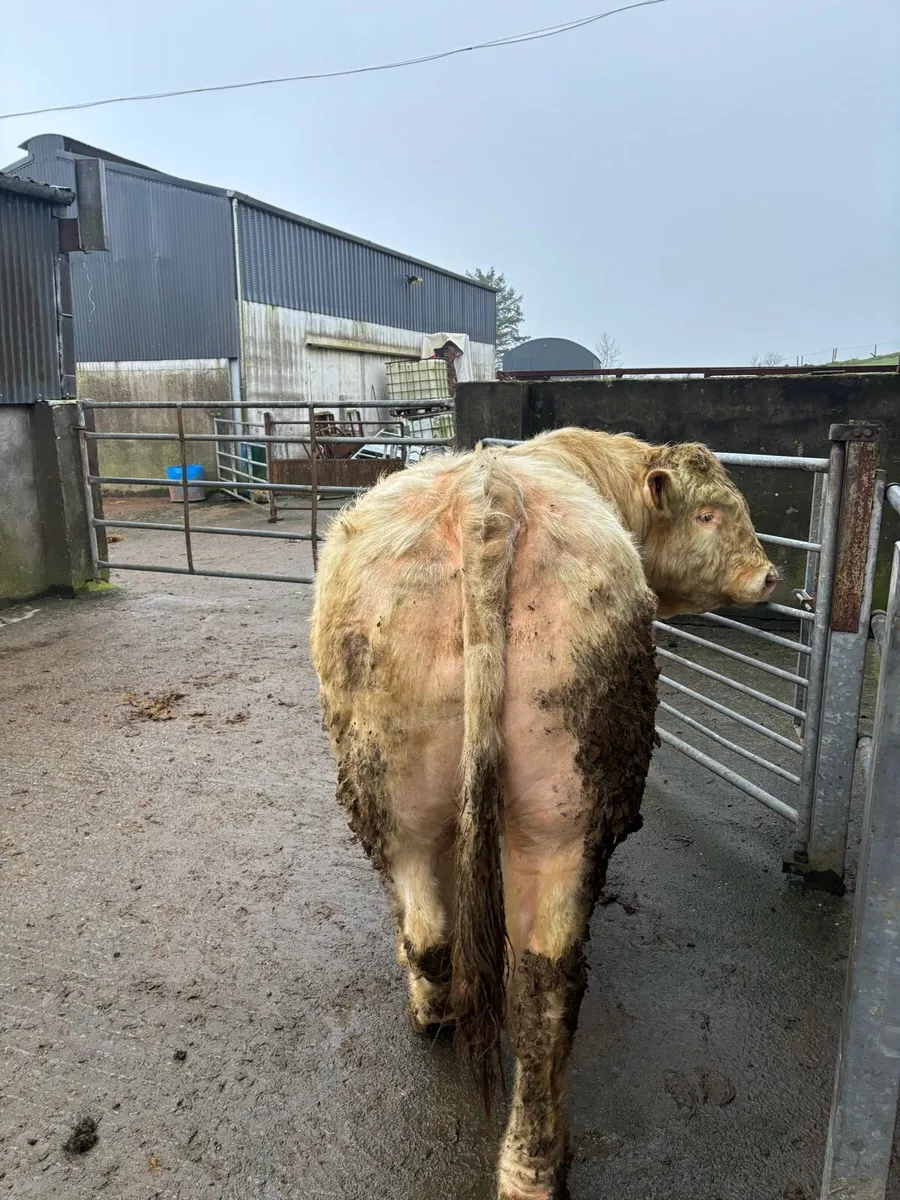 5 Star Pedigree CH Bull - Image 3