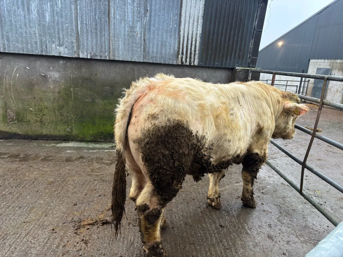 5 Star Pedigree CH Bull - Image 4