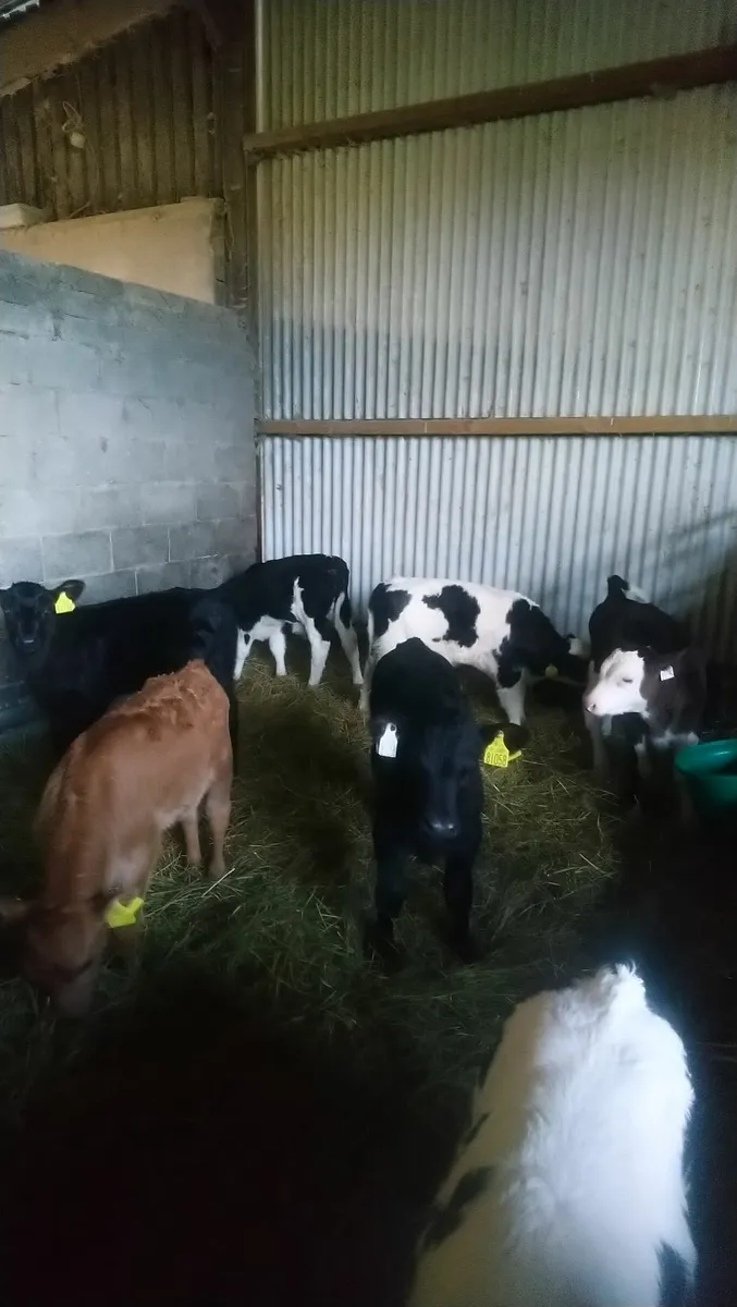Calves - Image 2