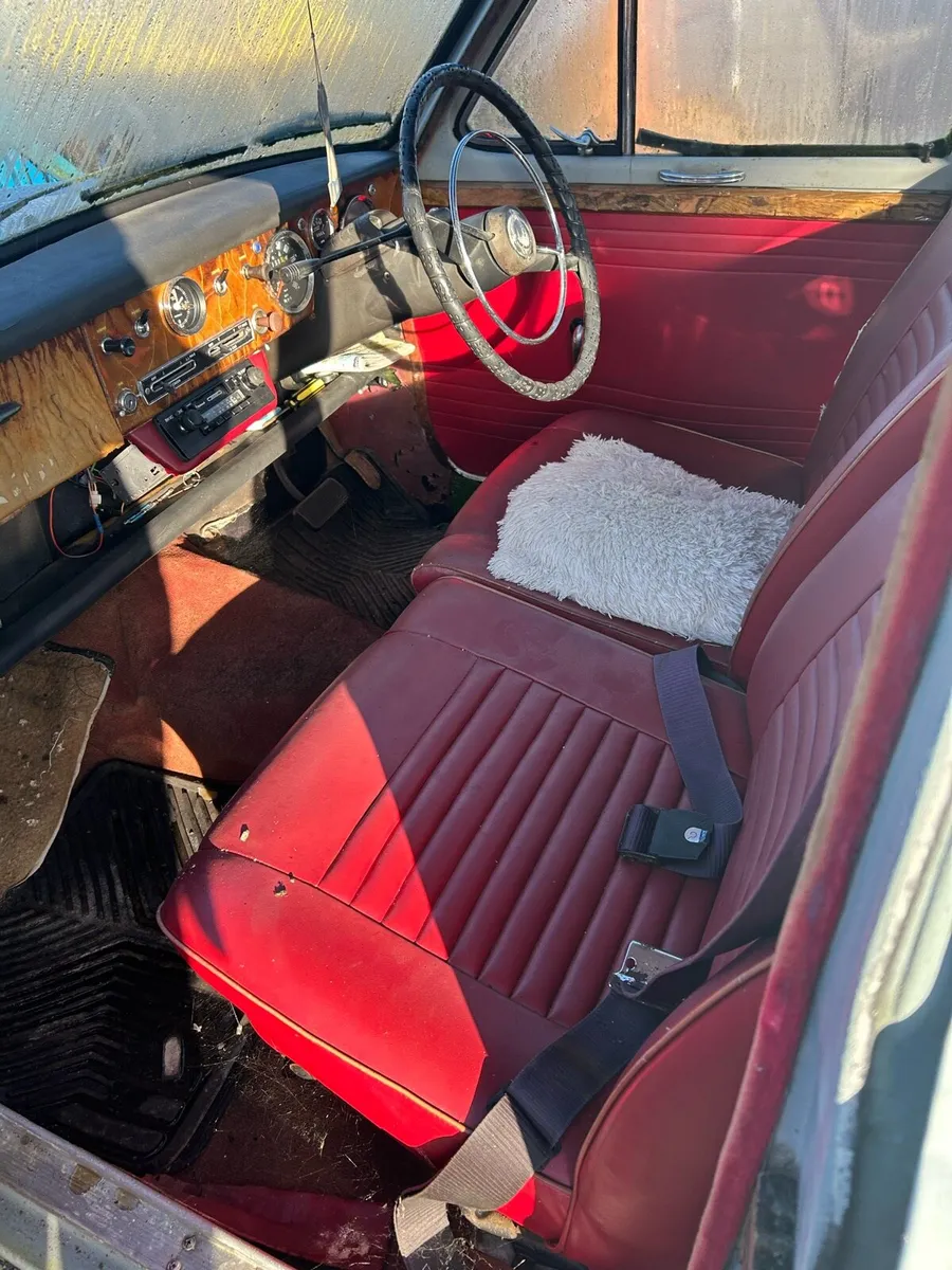 Singer gazelle - Image 3