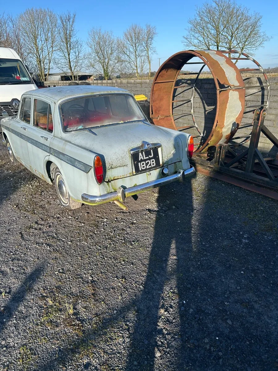 Singer gazelle - Image 4