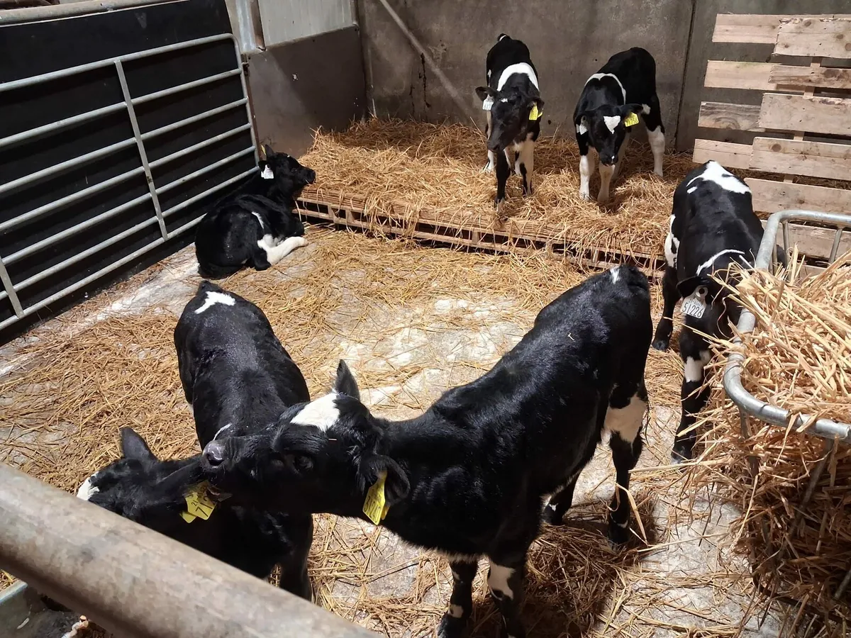 Ai breed Friesian heifer calves - Image 3