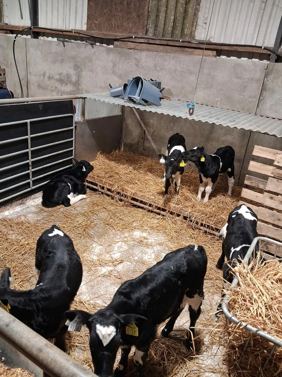 Ai breed Friesian heifer calves - Image 4