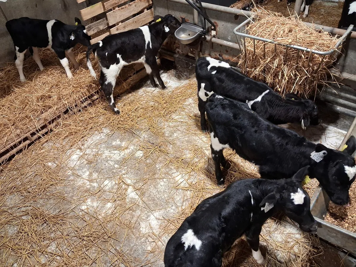 Ai breed Friesian heifer calves - Image 1