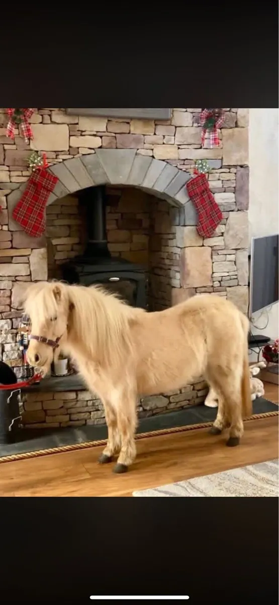 Palomino filly - Image 1