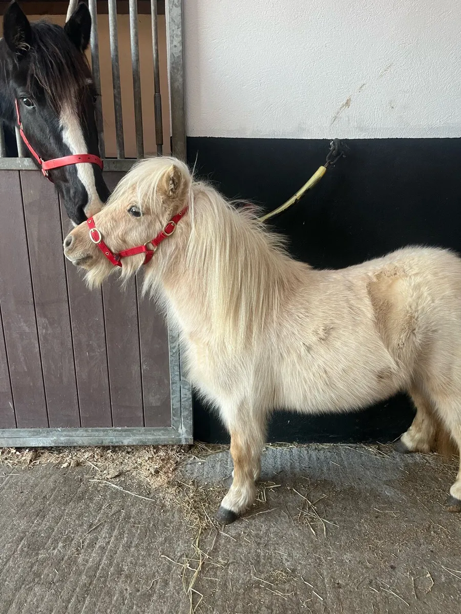 Palomino filly - Image 2