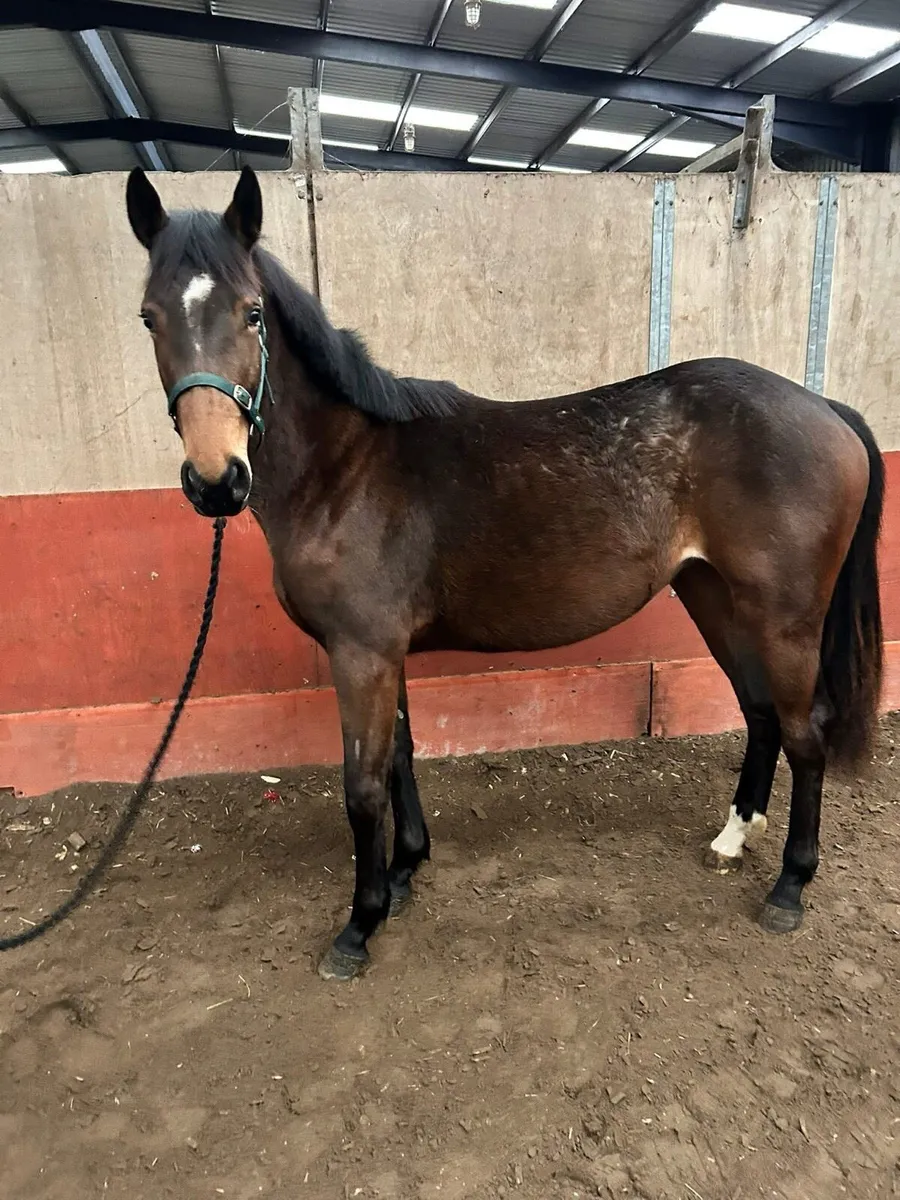 Rising 2yo Filly for sale. - Image 1