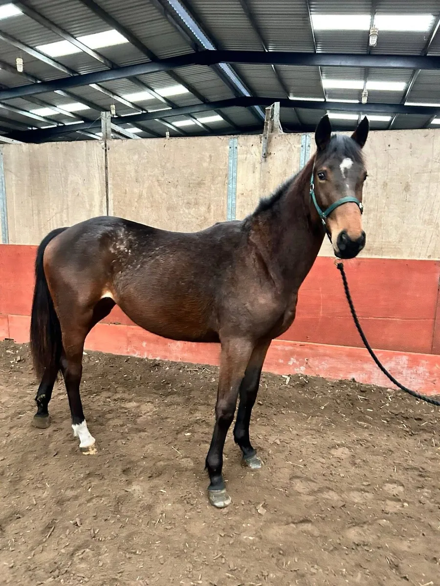 Rising 2yo Filly for sale. - Image 2