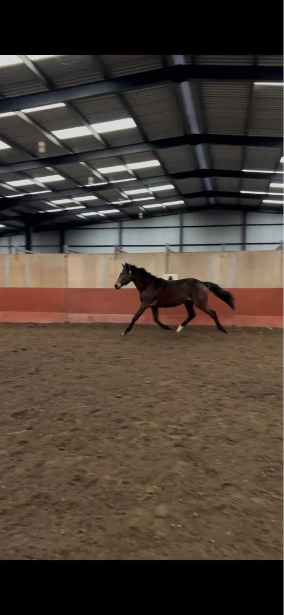 Rising 2yo Filly for sale. - Image 3