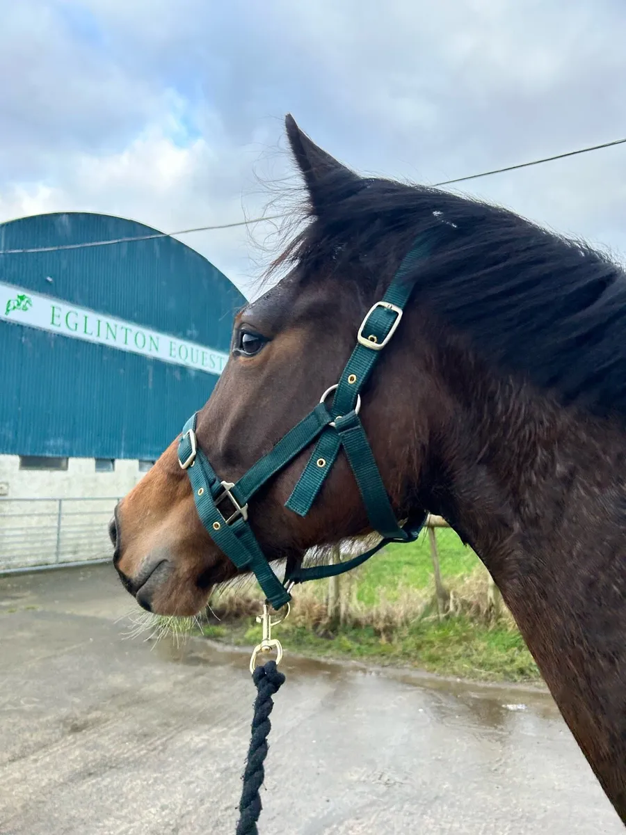 Rising 2yo Filly for sale. - Image 4