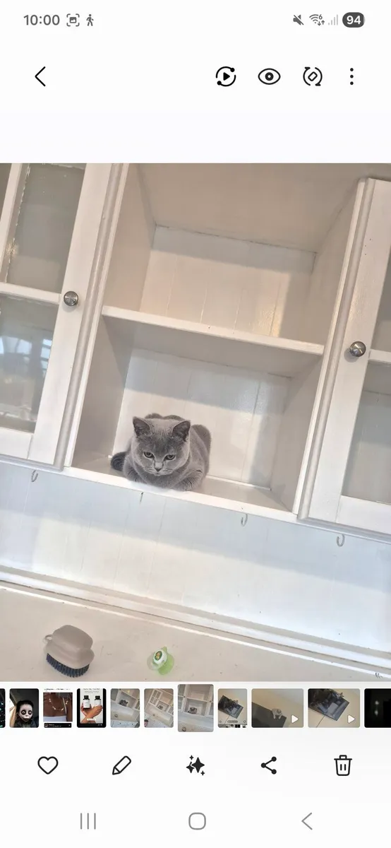 British Shorthair - Image 3