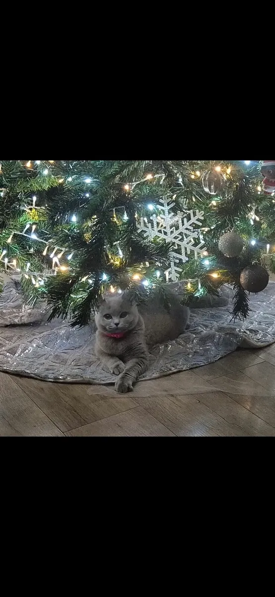 British Shorthair - Image 4