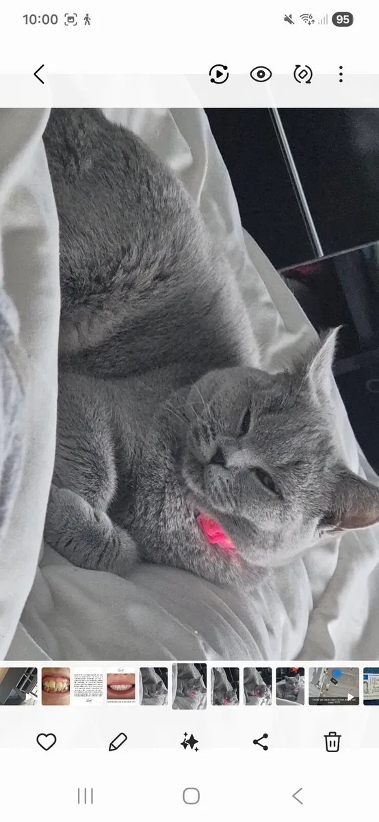 British Shorthair - Image 1