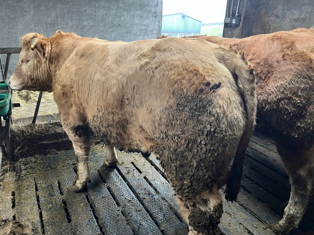 750kg+ CHX Bullocks Ballina Mart 10 Feb - Image 2