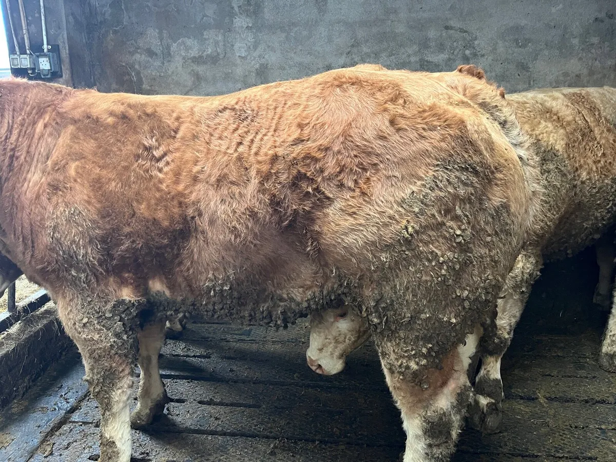 750kg+ CHX Bullocks Ballina Mart 10 Feb - Image 3