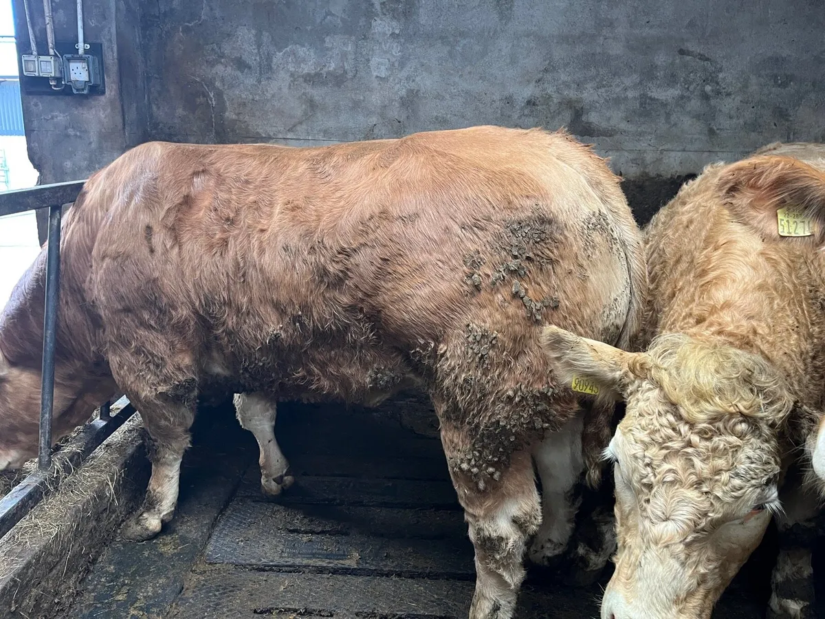 750kg+ CHX Bullocks Ballina Mart 10 Feb - Image 4