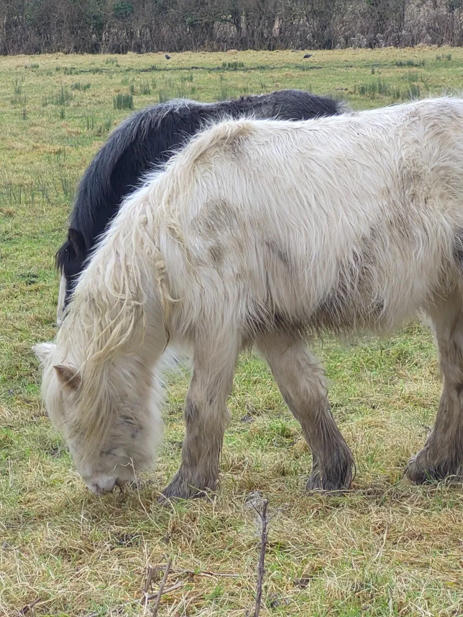Cob pony - Image 2