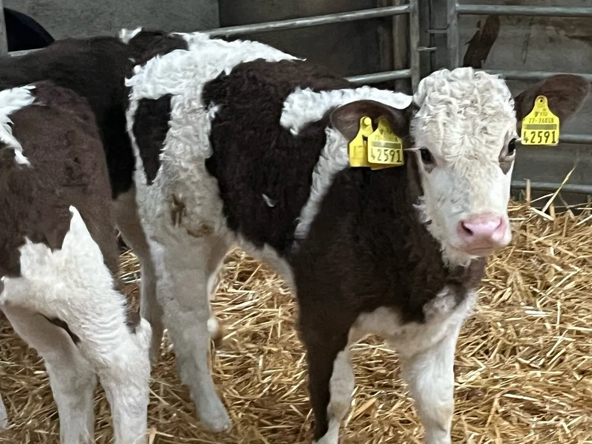 Serious Simmental Heifer Calves - Image 1