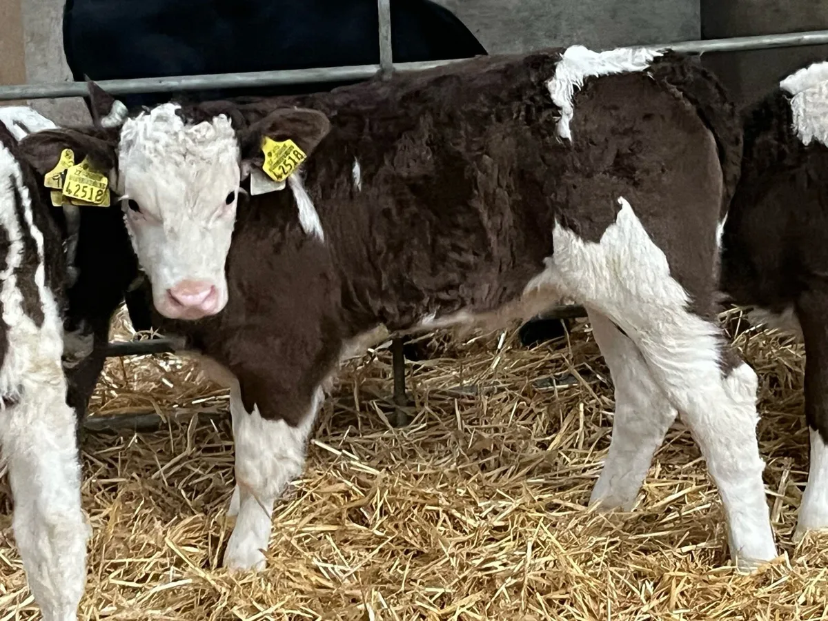 Serious Simmental Heifer Calves - Image 2