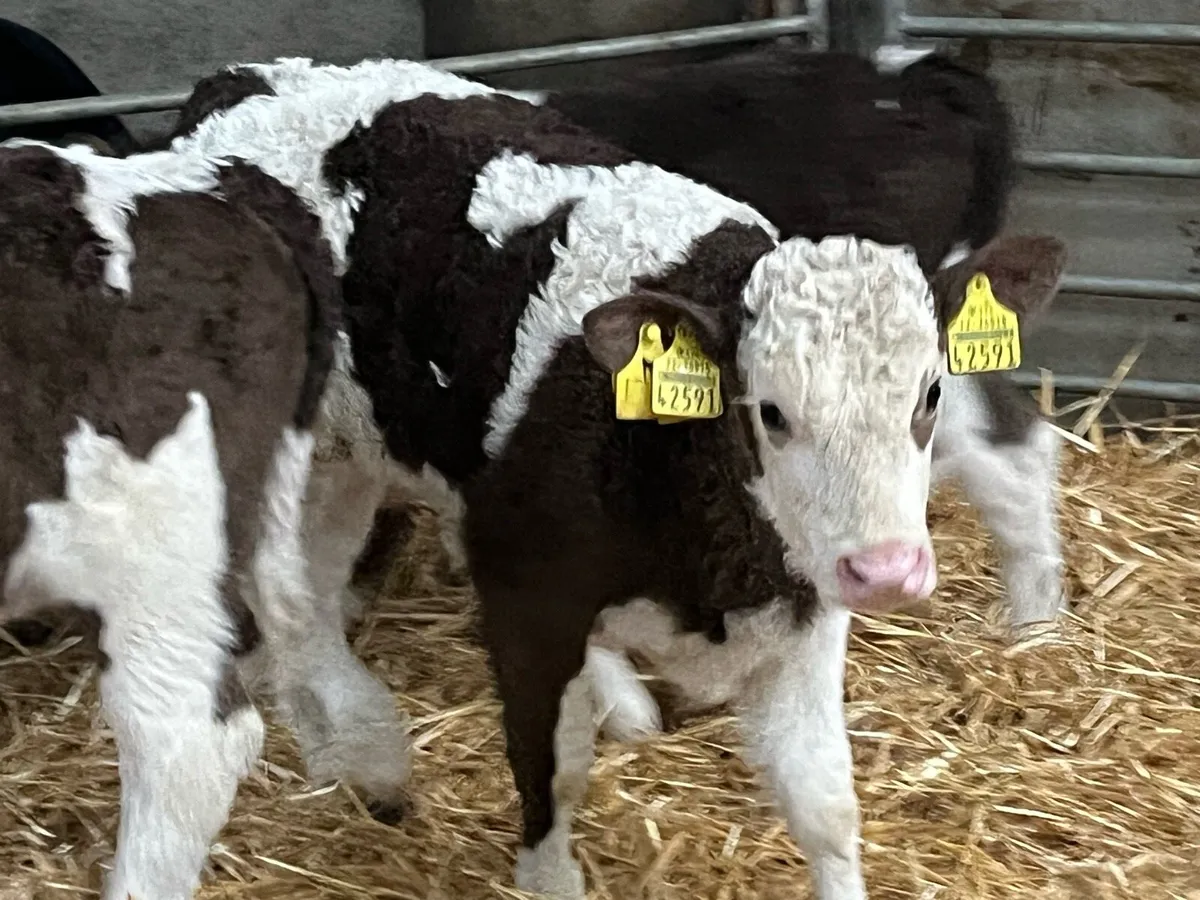 Serious Simmental Heifer Calves - Image 3