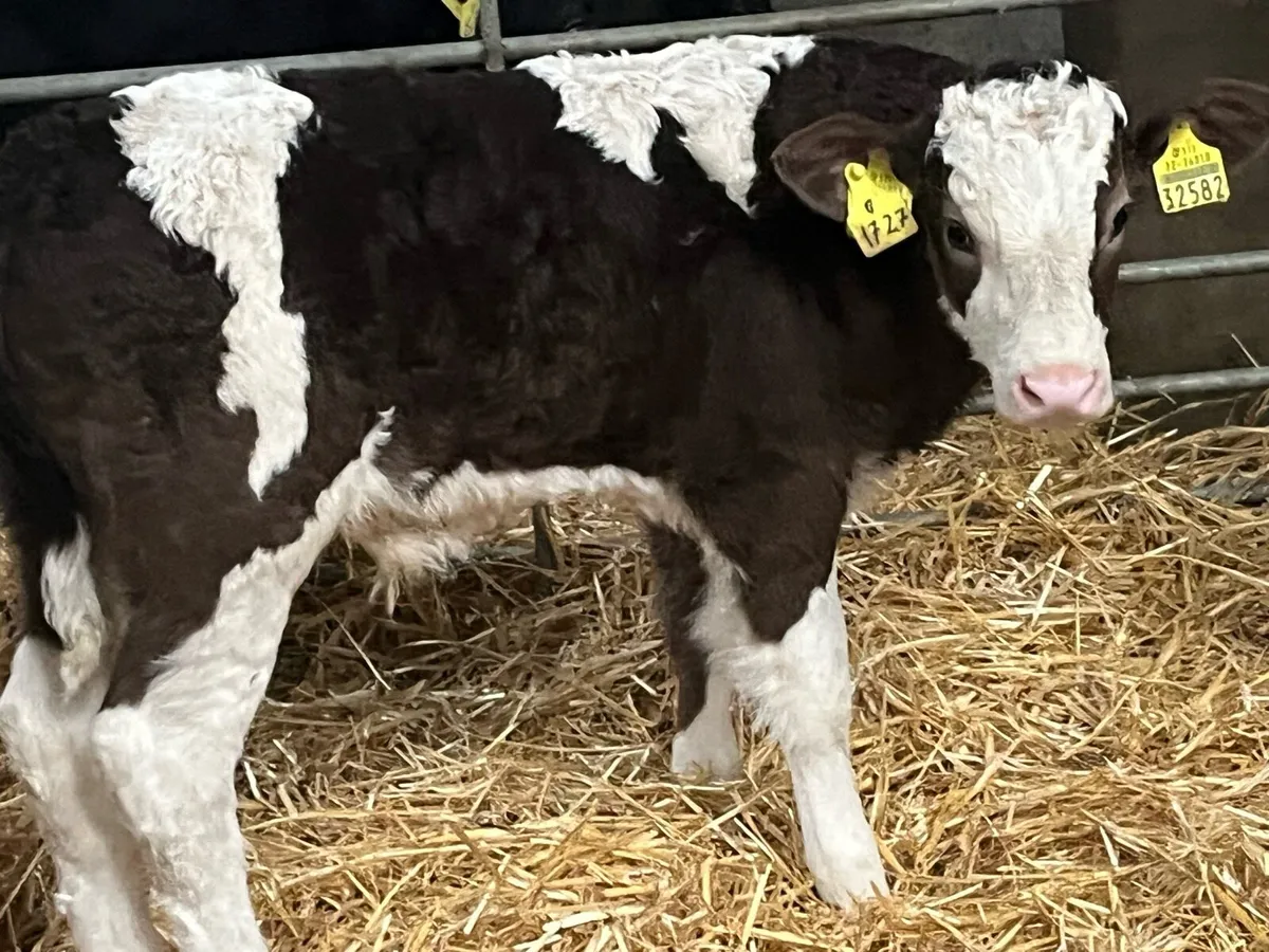 Serious Simmental Heifer Calves - Image 4