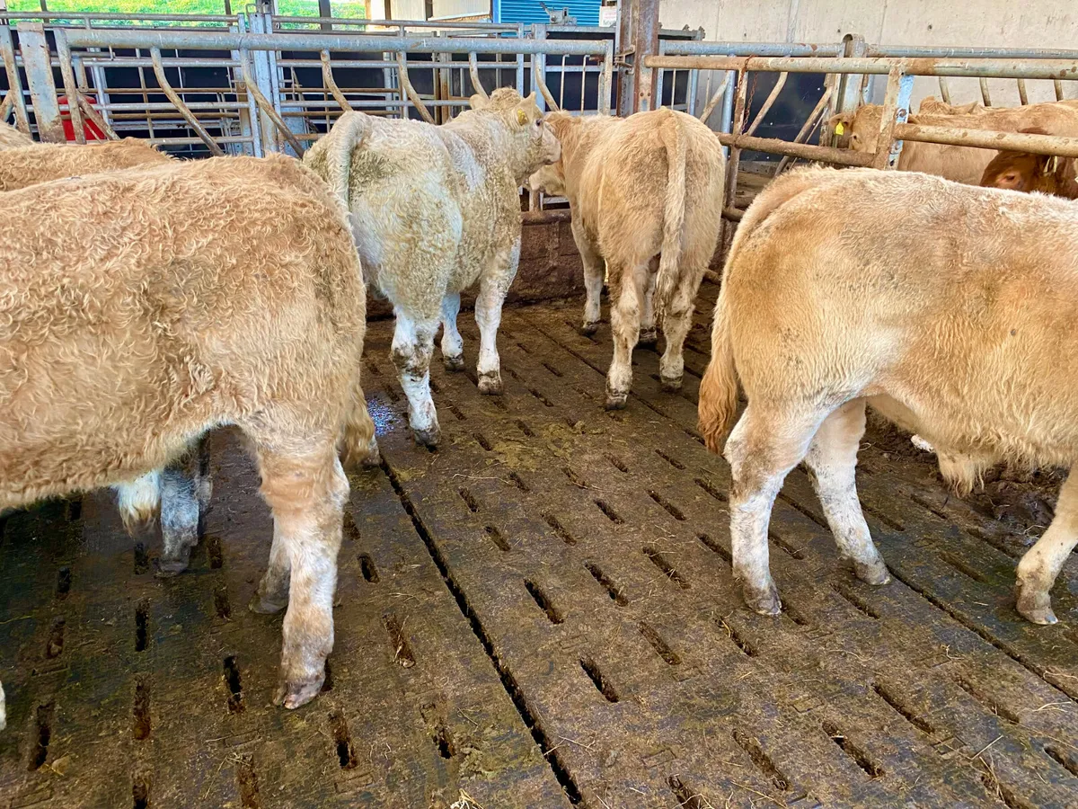 Continental Bulls & Continental  Bullocks - Image 3