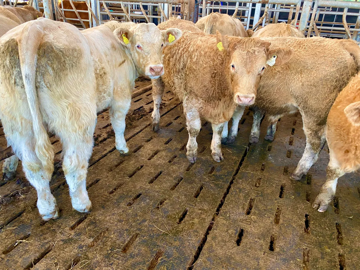 Continental Bulls & Continental  Bullocks - Image 4