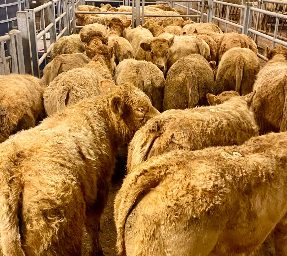 300kg Smashing Charolais Bullocks - Image 2