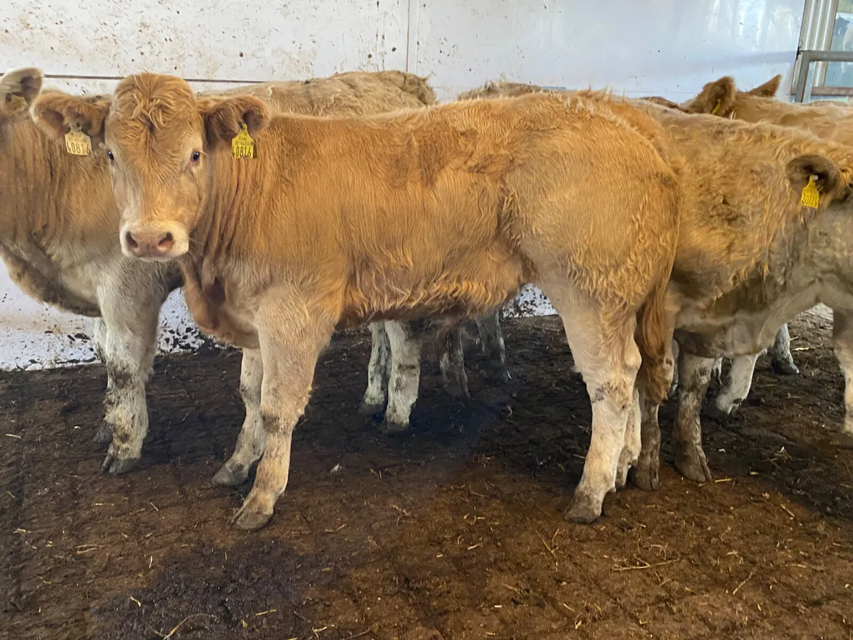300kg Smashing Charolais Bullocks - Image 2
