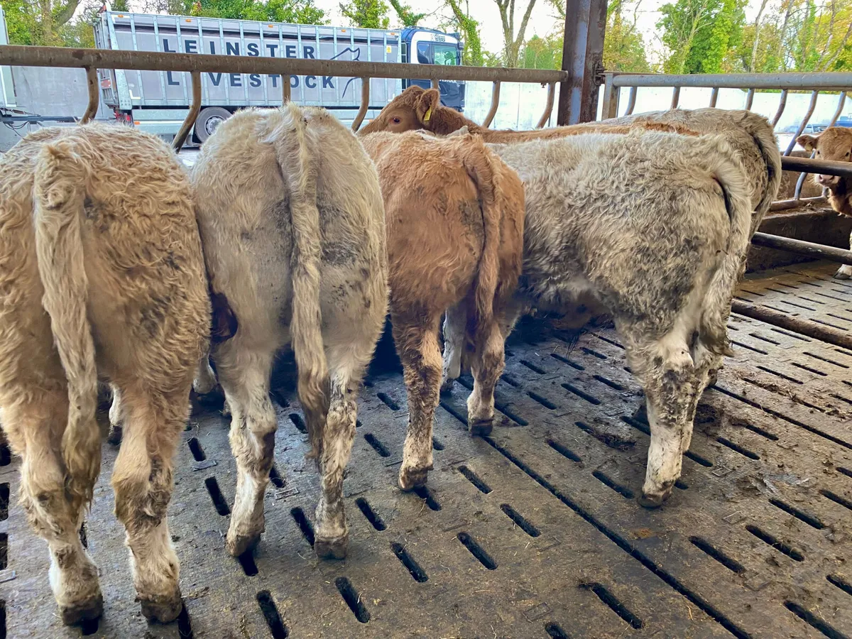 300kg Smashing Charolais Bullocks - Image 2
