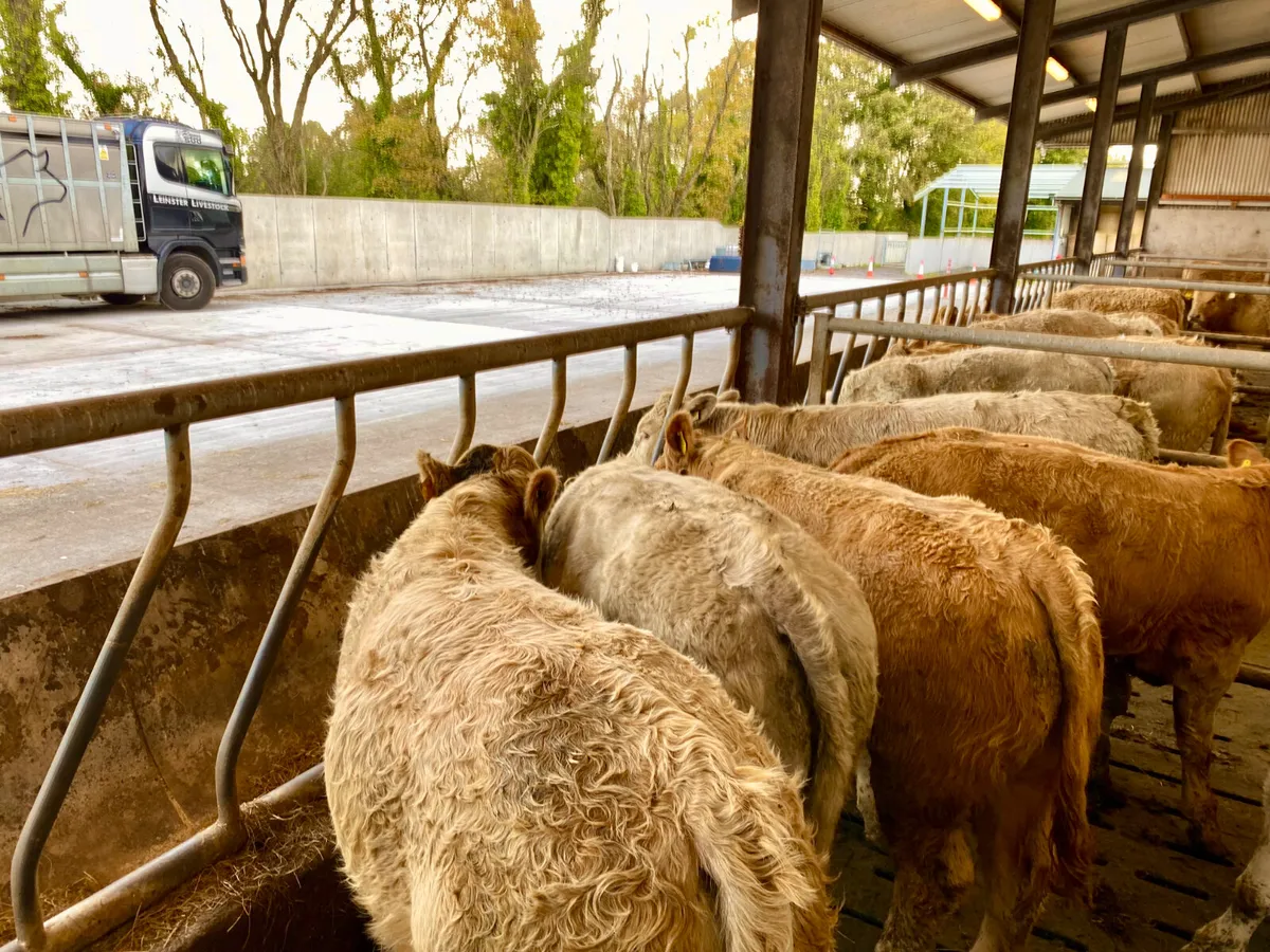 Continental Bulls & Continental  Bullocks - Image 1