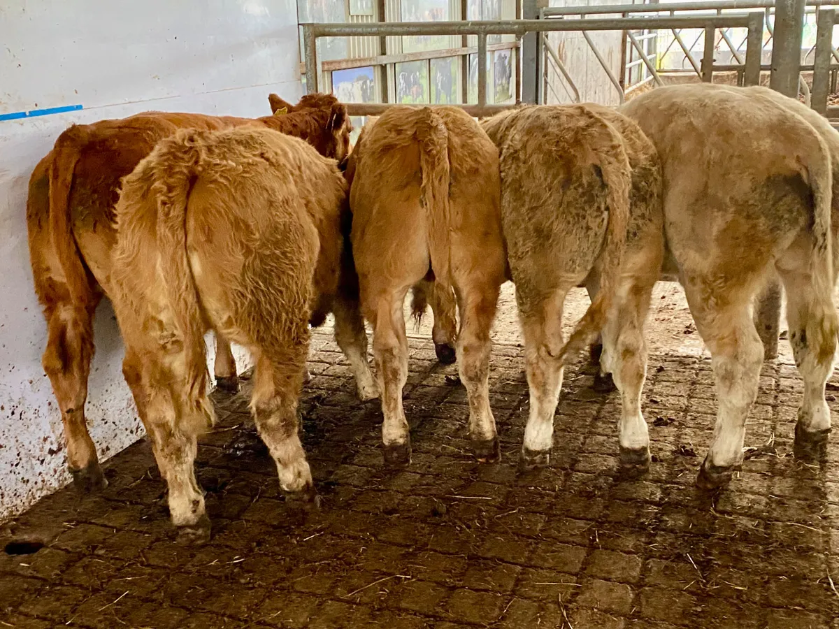300kg Smashing Charolais Bullocks - Image 3