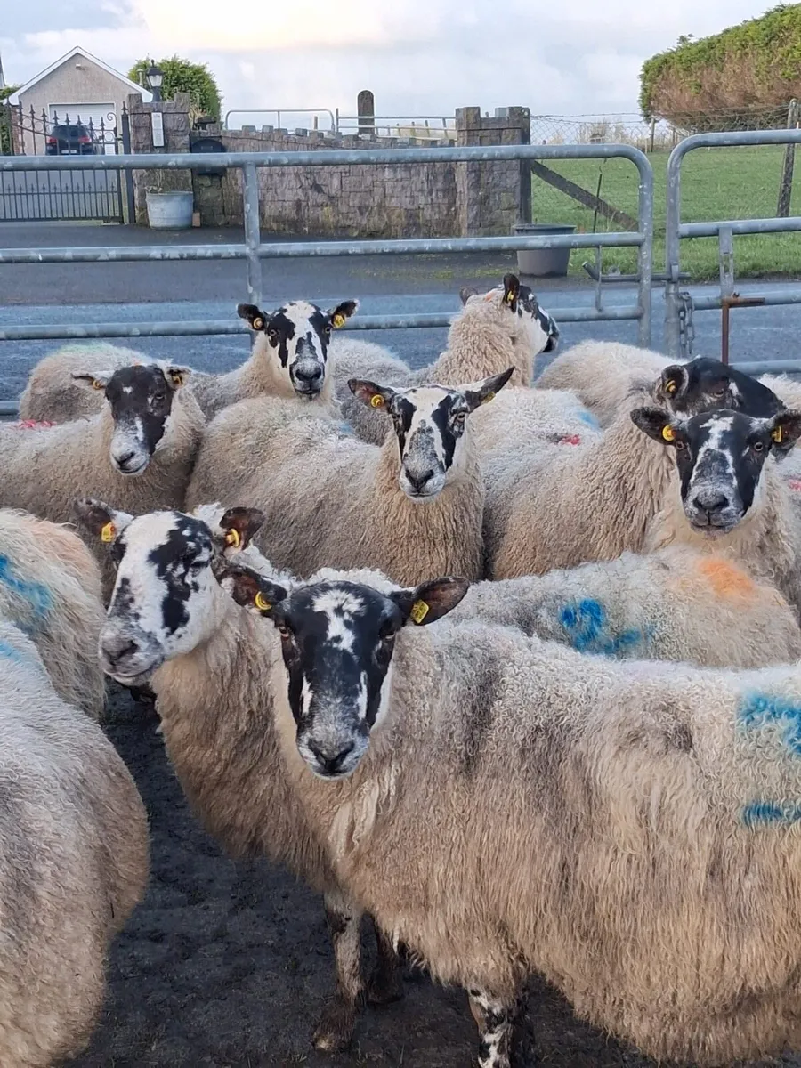 🟡INLAMB MULE EWES🟡 - Image 1