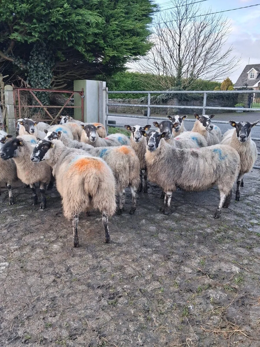 🟡INLAMB MULE EWES🟡 - Image 2