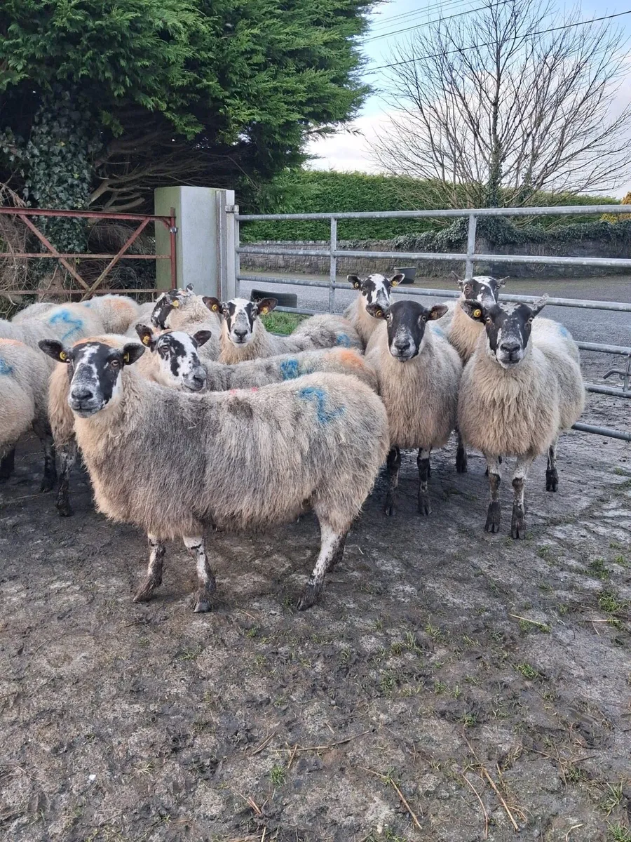 🟡INLAMB MULE EWES🟡 - Image 4