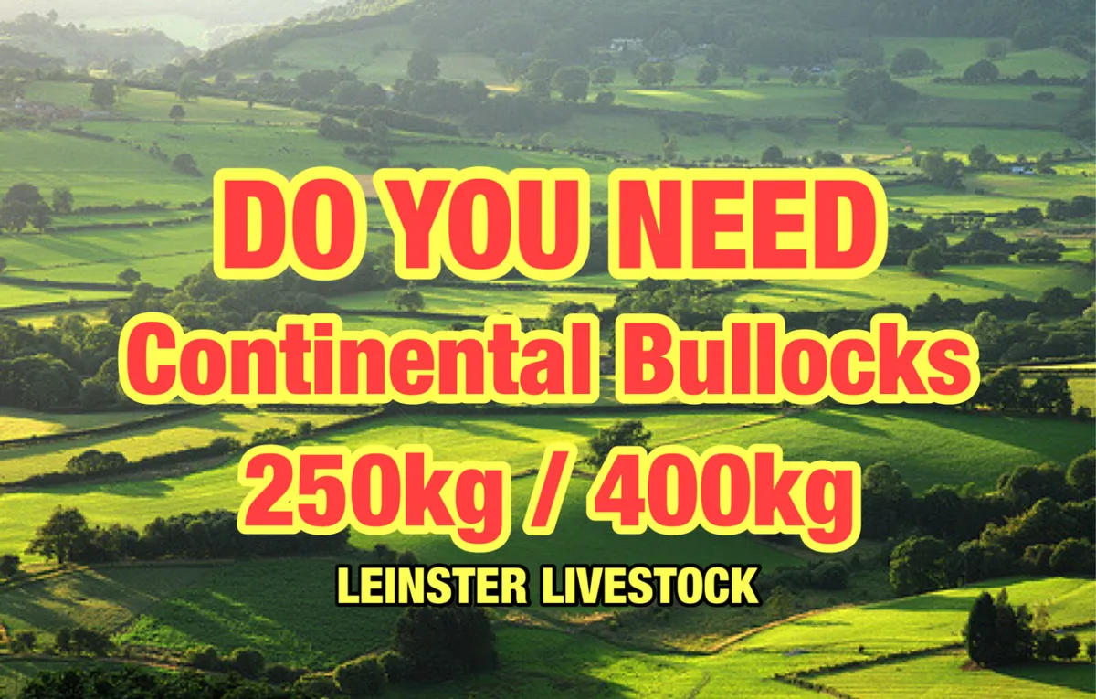 Continental Bulls & Continental  Bullocks - Image 2