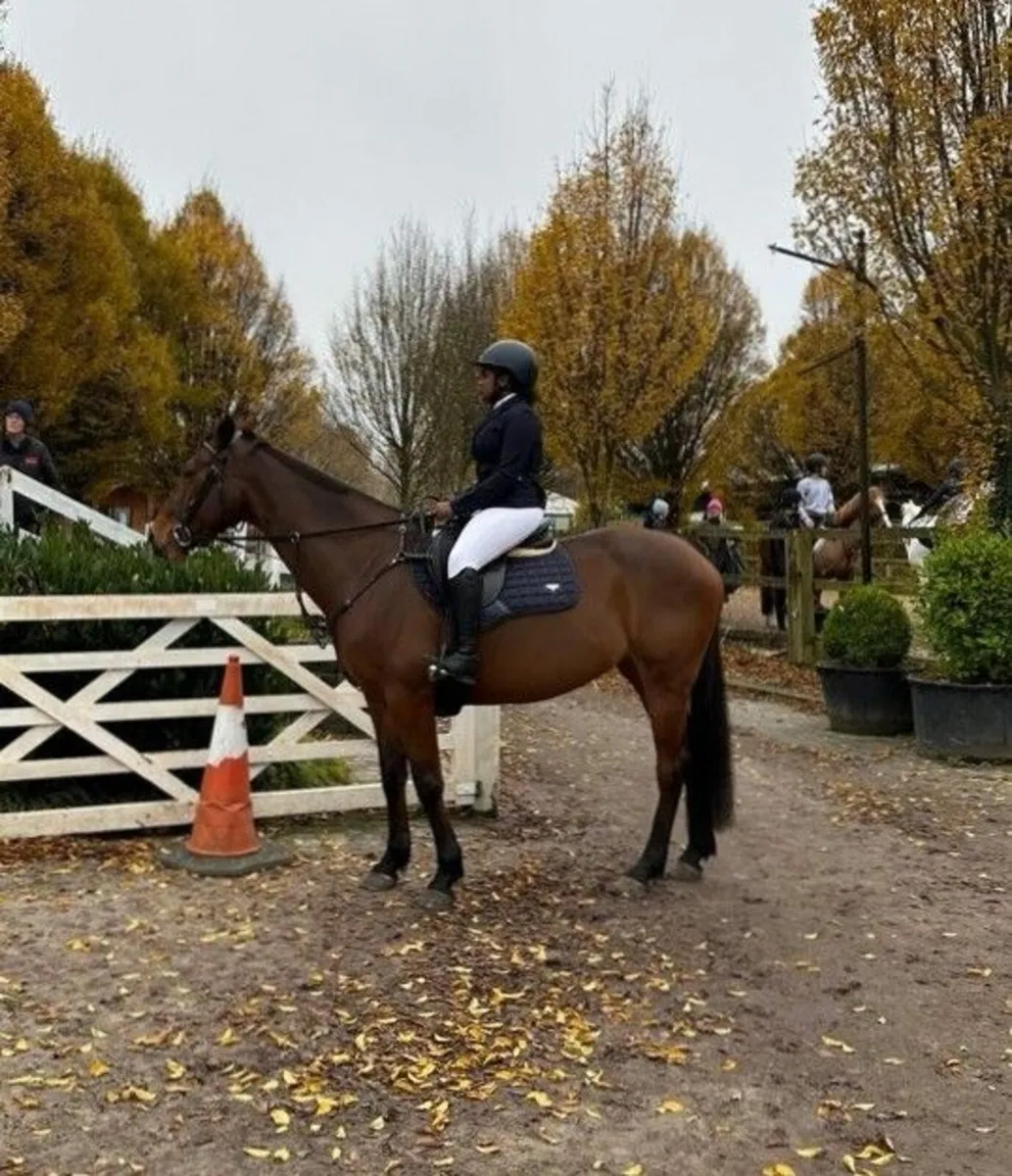 Outstanding 16hh Sports Mare – Genuine All-Rounder - Image 2