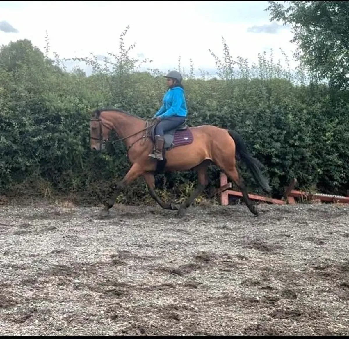 Outstanding 16hh Sports Mare – Genuine All-Rounder - Image 1