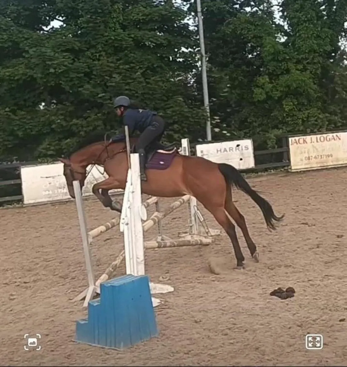 Outstanding 16hh Sports Mare – Genuine All-Rounder - Image 3