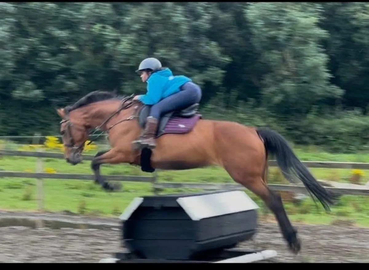 Outstanding 16hh Sports Mare – Genuine All-Rounder - Image 4