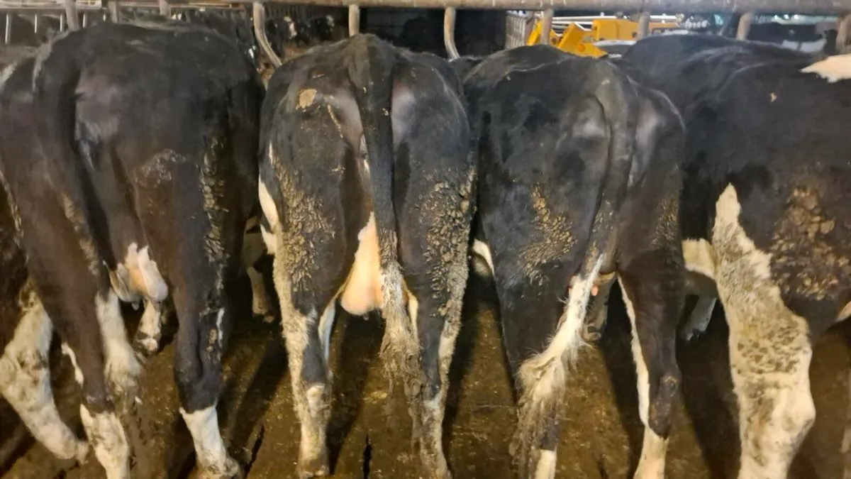 In calf heifers - Image 1
