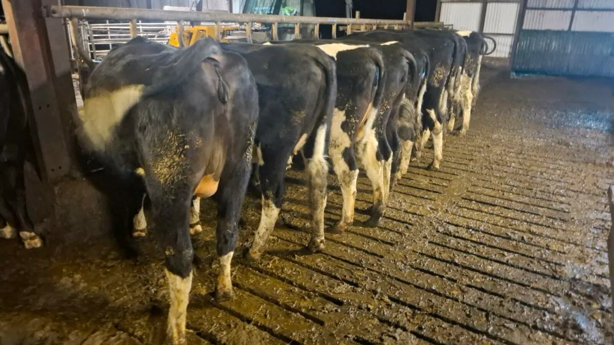 In calf heifers - Image 2