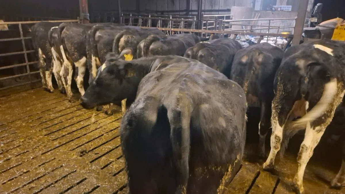 In calf heifers - Image 3