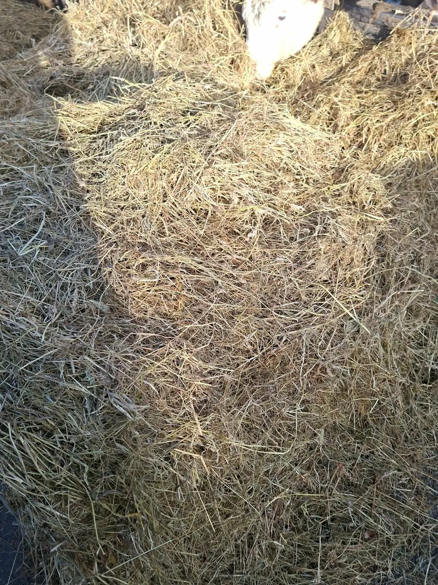Top quality silage (certified organic) - Image 2