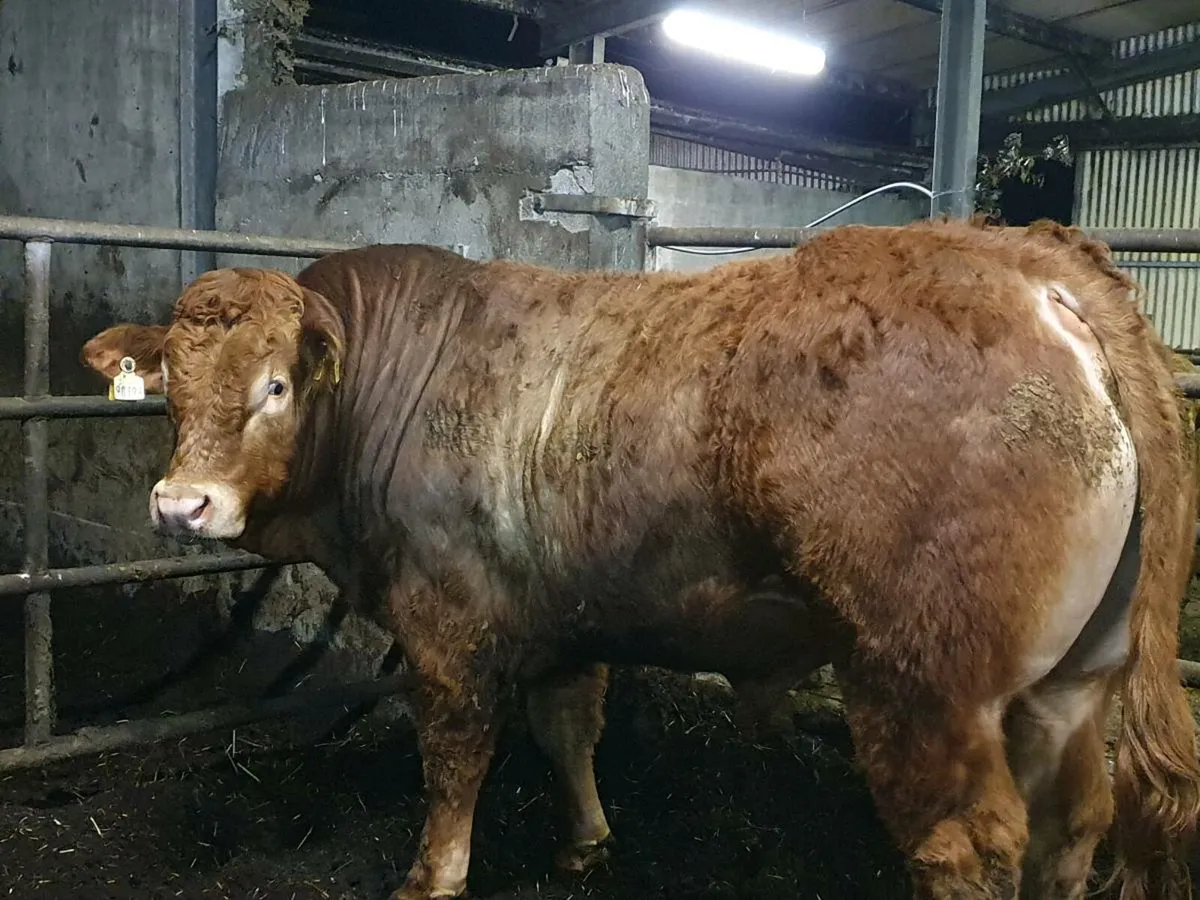 PBR Limousin Bulls - Image 4