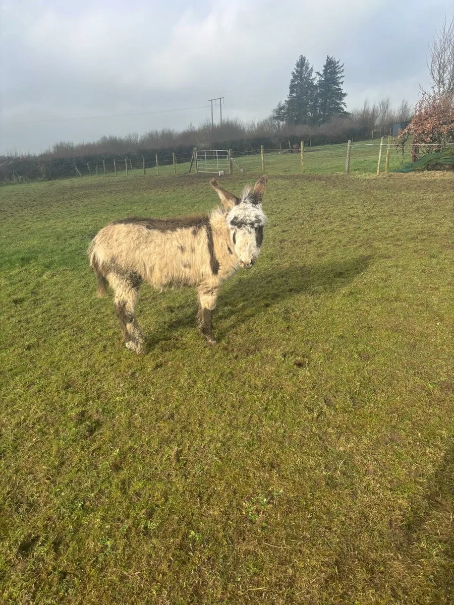 Donkey foal - Image 4