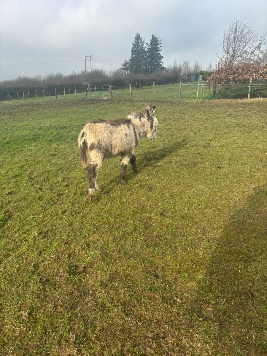Donkey foal - Image 1
